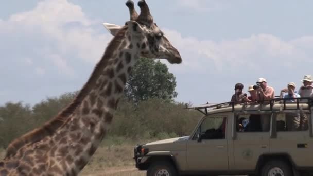 Jeep Plný Turistů Fotit Žirafu Pití Malé Vodní Jámy — Stock video