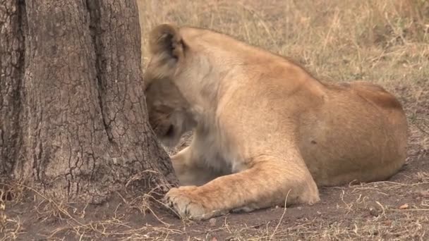 Lionne Reposant Sous Arbre — Video