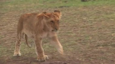 Dişi aslan bozkırda yürüyor.