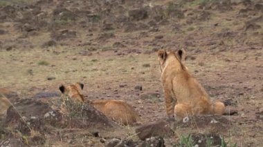 Dişi aslanlar ovalarda dinleniyor.