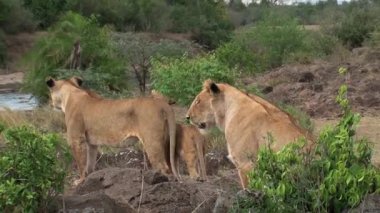 Dişi aslanlar bir su birikintisinin yanında, bozkırda dikiliyorlar.