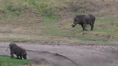 Yaban Domuzlarının Sounder 'ı ovada otluyor.