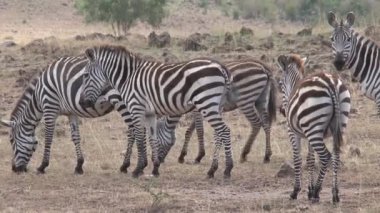 Zebra sürüsü bozkırda otluyor.