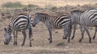 Zebra sürüsü bozkırda otluyor.