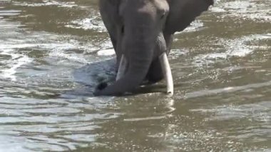 Bir çift Afrika fili bir su birikintisinde içip serinliyor.