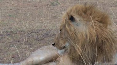 Aslan bozkırda dinleniyor.
