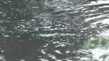 Suaygırı yarı su altında kalmış.