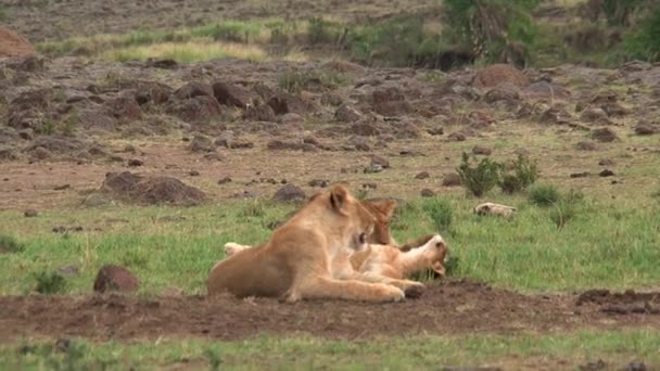 Stolz Der Löwen Auf Der Savanne — Stockvideo