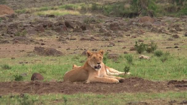 Orgullo Los Leones Descansando Sabana — Vídeos de Stock