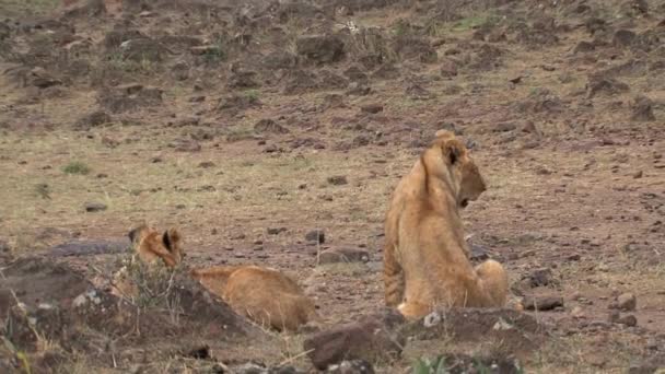 Leoas Descansando Savana — Vídeo de Stock