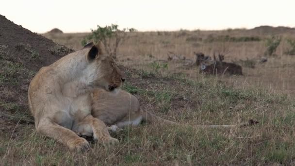 Leona Descansando Sombra Sobre Sabana — Vídeos de Stock