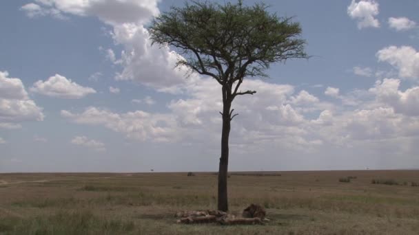 Λιοντάρι Αναπαύεται Κάτω Από Ένα Δέντρο Στη Σαβάνα — Αρχείο Βίντεο