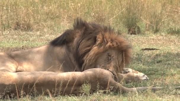 Leones Descansando Sombra Sobre Sabana — Vídeos de Stock