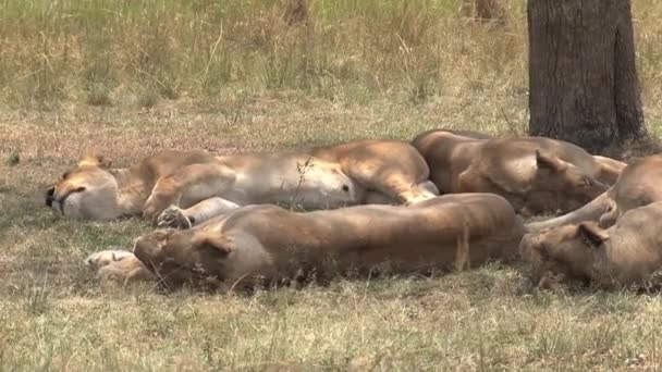 Lionesses Resting Shade Savanna — Stock Video