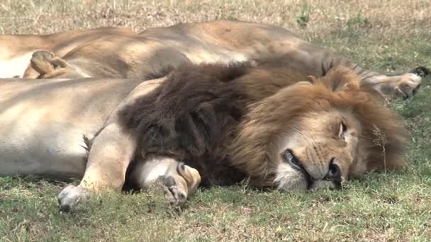 Savananın Gölgesinde Dinlenen Aslanlar — Stok video