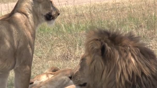 Leões Descansando Sombra Savana — Vídeo de Stock