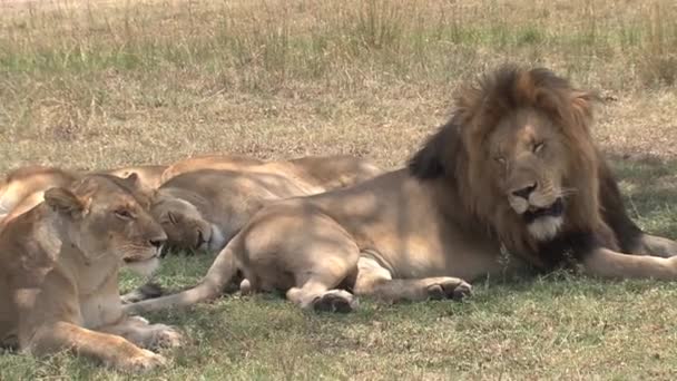 Lions Resting Shade Savanna — Stock Video