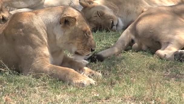 Lionesses Resting Shade Savanna — Stock Video