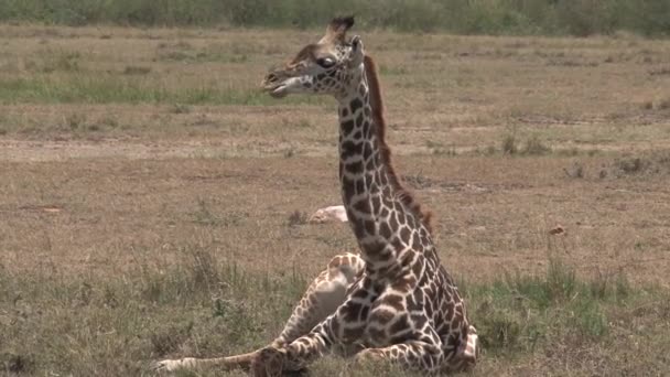 Giraffa Pascolo Riposo Sulla Savana — Video Stock