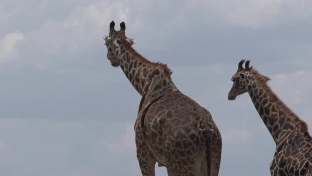 Par Girafas Pastando Savana — Vídeo de Stock