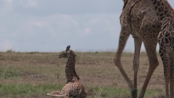 Girafa Mãe Bezerros Pastando Descansando Savana — Vídeo de Stock