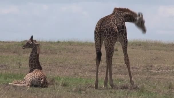 长颈鹿妈妈和小牛犊在草原上吃草和休息 — 图库视频影像