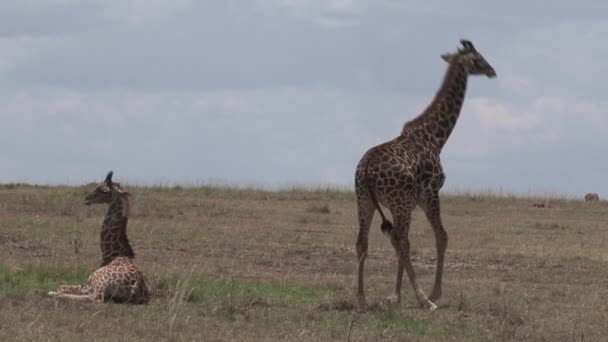 Giraffmamma Och Kalv Betar Och Vilar Savannen — Stockvideo