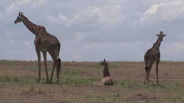 Žirafa Matka Telata Pasoucí Odpočívající Savaně — Stock video