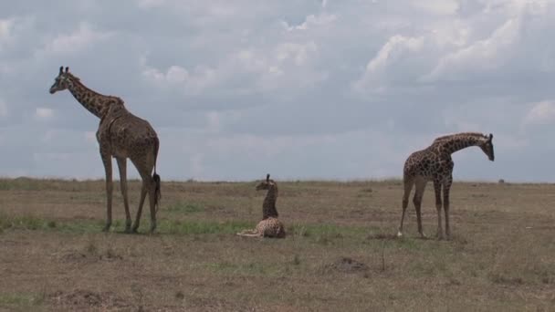 Giraffe Mother Calves Grazing Resting Savanna — Stock Video
