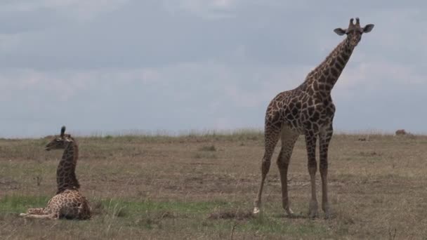 キリンの母親と子牛の放牧とサバナに休んで — ストック動画