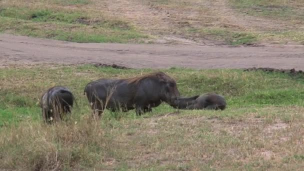 Sounder Warthogs Grazing Savanna — Stock Video