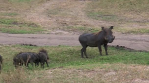 Sounder Warthogs Grazen Savanne — Stockvideo