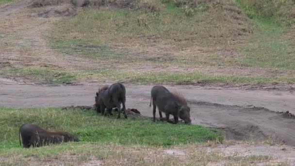 Sounder Warthogs Grazen Savanne — Stockvideo