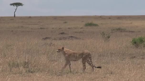 Cheetah Che Cammina Sulla Savana — Video Stock