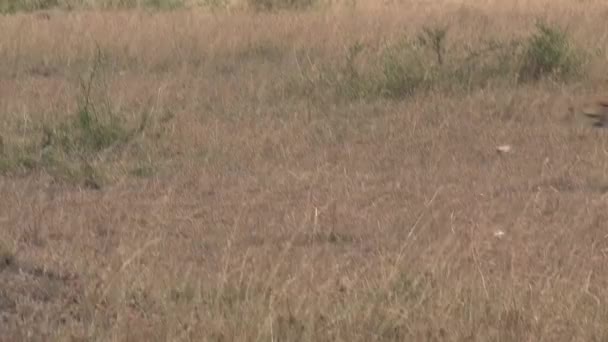 Cheetah Walking Savanna — Stock Video