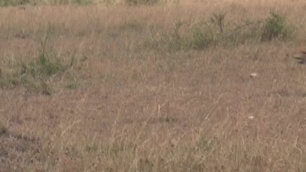 Guépard marche sur la savane