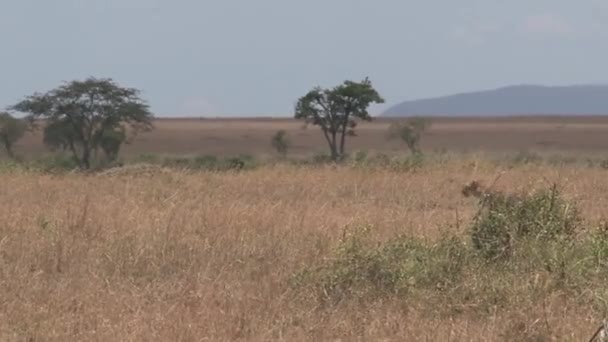 Cheetah Caminando Sobre Sabana — Vídeos de Stock