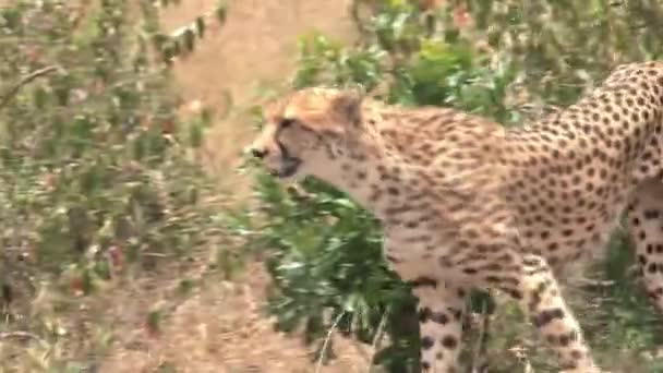 Gepard Chodzący Sawannie — Wideo stockowe