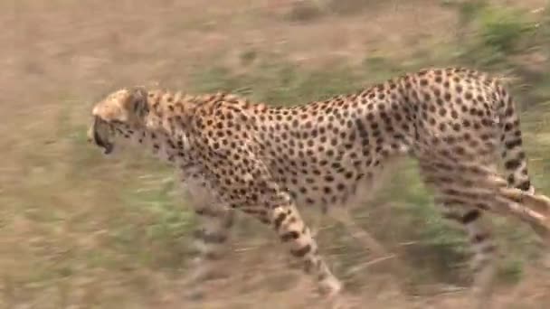 Cheetah Walking Savanna — Stock Video