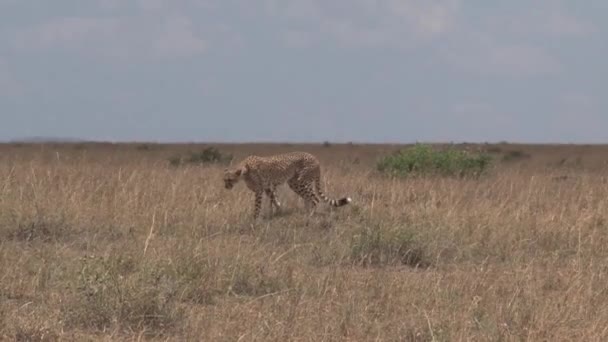 Guépard Marche Sur Savane — Video