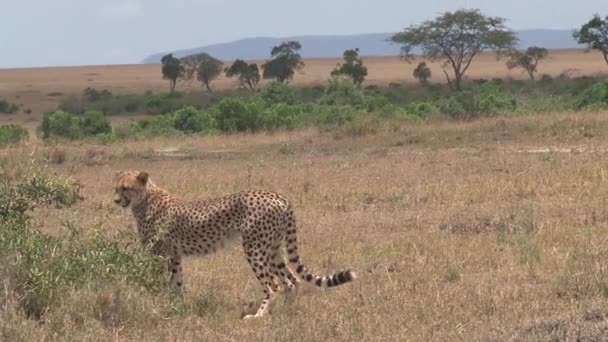 Een Paar Cheetahs Savanne — Stockvideo