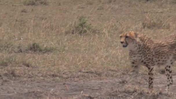 Cheetah Går Savannen — Stockvideo