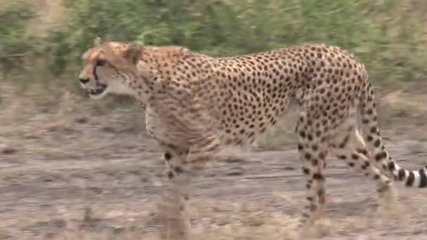 Cheetah Loopt Savanne — Stockvideo