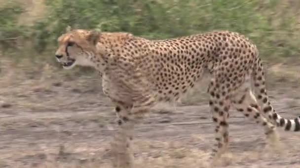 Cheetah Går Savannen — Stockvideo