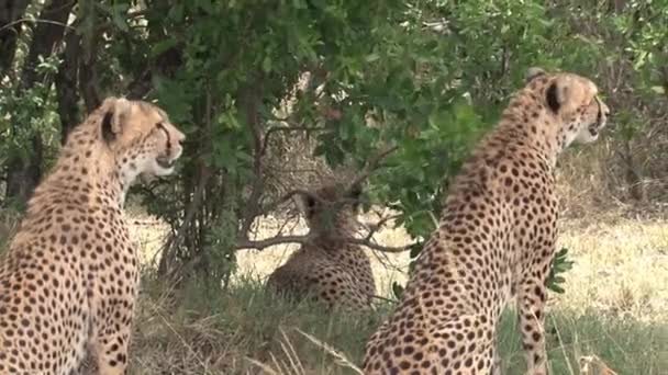 Coalition Des Guépards Assis Sur Savane — Video