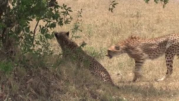 Een Paar Cheetahs Savanne — Stockvideo