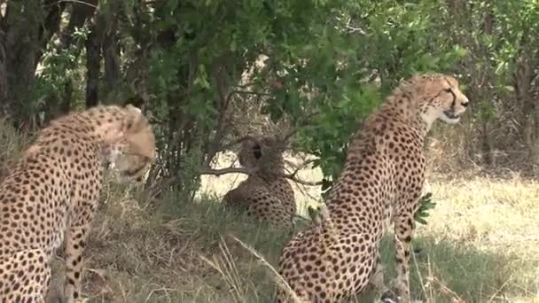 Coalición Cheetahs Sentados Sabana — Vídeo de stock