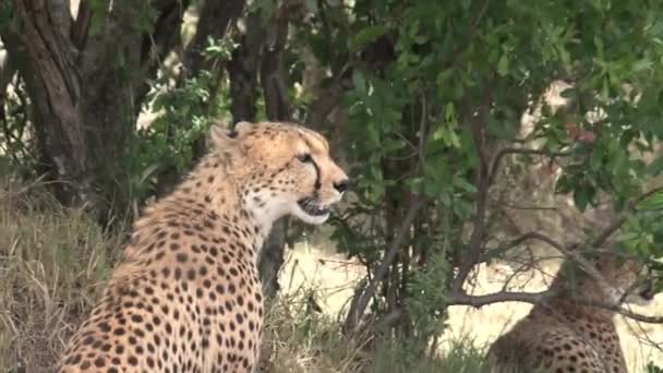 Pair Cheetahs Sitting Savanna — Stock Video