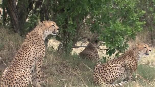 Συνασπισμός Των Cheetahs Κάθεται Στη Σαβάνα — Αρχείο Βίντεο