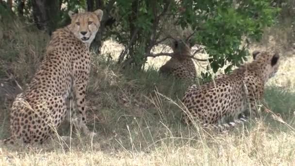 Συνασπισμός Των Cheetahs Κάθεται Στη Σαβάνα — Αρχείο Βίντεο